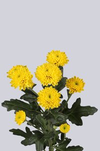 High resolution image 1