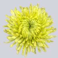 High resolution image 1
