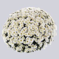 High resolution image 1