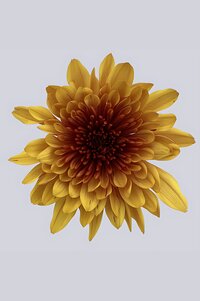 High resolution image 1