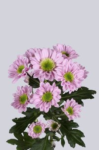 High resolution image 2