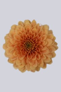 High resolution image 1