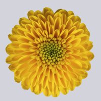 High resolution image 1