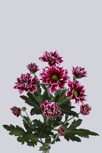 High resolution image 2