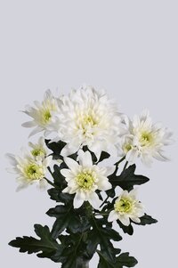 High resolution image 2