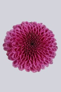 High resolution image 1