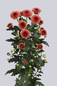 High resolution image 2