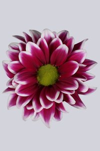 High resolution image 1