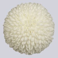 High resolution image 1