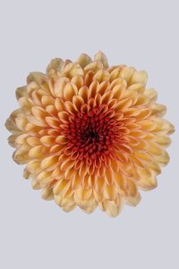 High resolution image 1