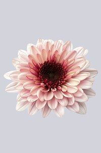 High resolution image 1