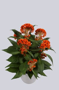 High resolution image 1