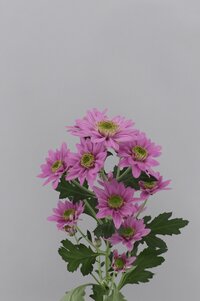 High resolution image 2