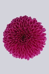 High resolution image 1