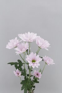 High resolution image 2