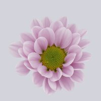 High resolution image 1