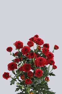 High resolution image 2