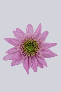 High resolution image 1