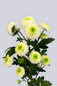 High resolution image 2