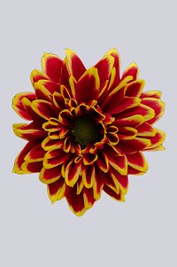 High resolution image 1