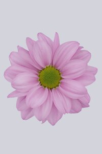 High resolution image 1