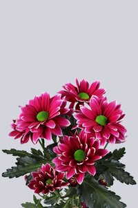 High resolution image 2