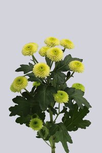 High resolution image 1