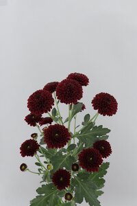 High resolution image 2