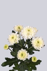 High resolution image 2
