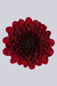 High resolution image 1