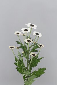 High resolution image 2