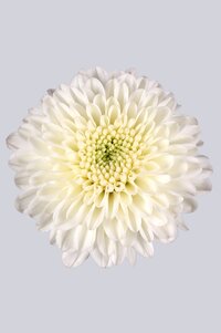 High resolution image 1