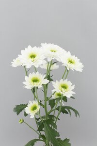 High resolution image 2