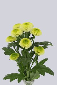 High resolution image 2
