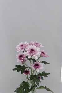 High resolution image 2