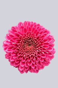 High resolution image 1