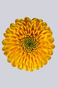 High resolution image 2