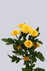 High resolution image 2
