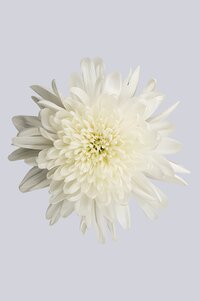 High resolution image 2