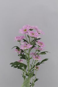 High resolution image 2