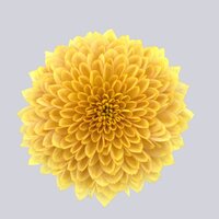 High resolution image 1