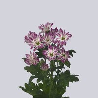 High resolution image 1