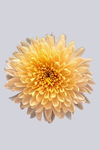 High resolution image 1