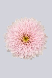 High resolution image 1