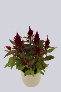 High resolution image 1