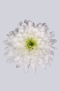 High resolution image 1