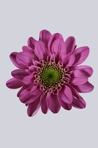 High resolution image 1