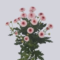 High resolution image 2