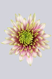 High resolution image 1