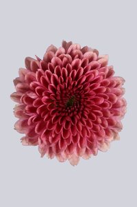 High resolution image 1